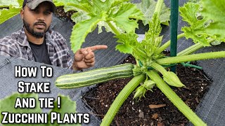 Growing zucchini Vertically  How To Stake and Tie Your plants Upward ! #gardening #garden