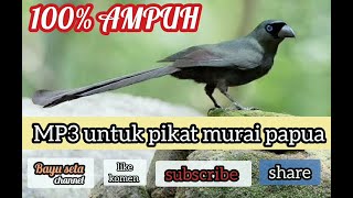 SUARA PIKAT BURUNG MURAI PAPUA || BURUNG SAERAN EOD