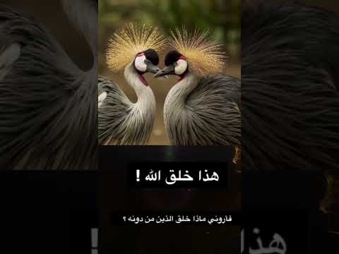 هذا خلق الله محاكمة الصدفة و العبثيه وهم الإلحاد