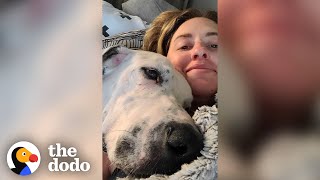 100Pound Great Dane Had No Idea How To Cuddle Until... | The Dodo Foster Diaries