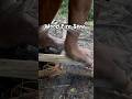 Jungle Survival, wood fire saw #primitivefirelighting #bushcraft