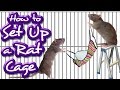 How to Set Up a Rat Cage (Like a Pro!!)