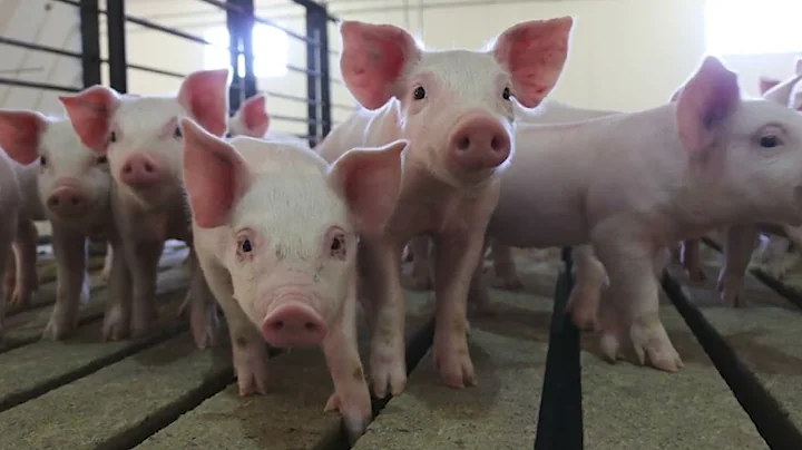 The Amazing Pig 2023