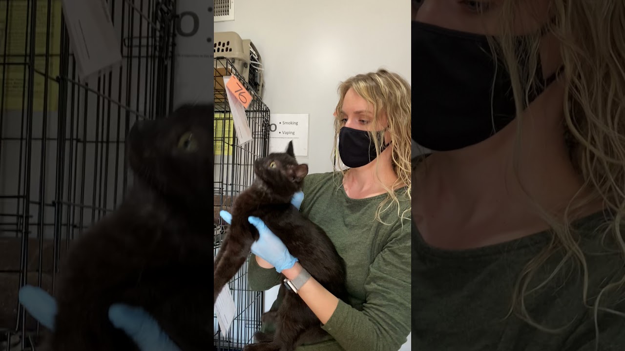 Lion's Den Cat Rescue: How to Properly 'Scruff' a Cat, with Waffles and Tori