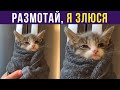 Приколы с котами. Размотай, я злюся! | Мемозг #310