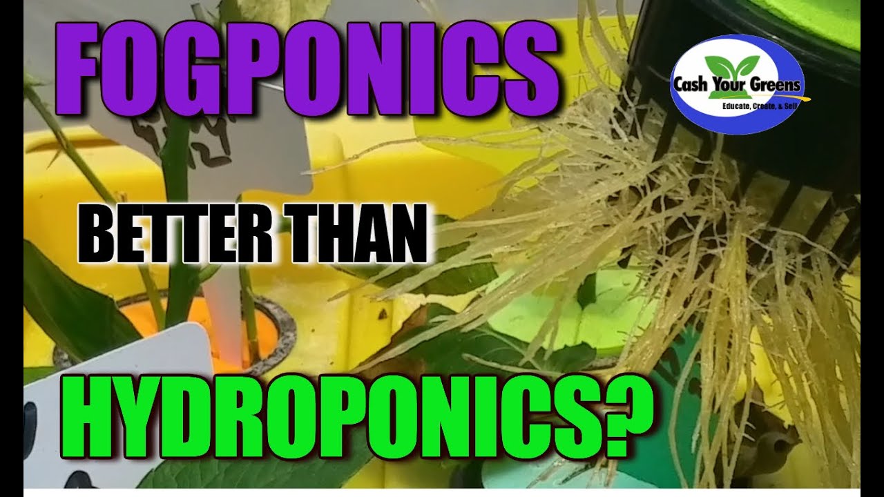 Fogponics Propagation / Is Fogponics better than Hydroponics? 🌱🌱