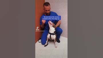 How to Stop A Reverse Sneeze in Your Dog!
