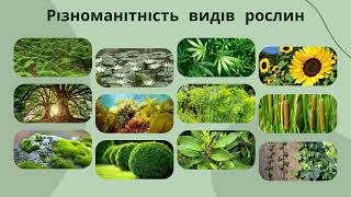 БІОРІЗНОМАНІТТЯ РОСЛИН НАШОЇ ПЛАНЕТИ ЯК НАСЛІДОК ЕВОЛЮЦІЇ Охомуш Нікіта 10В 2023