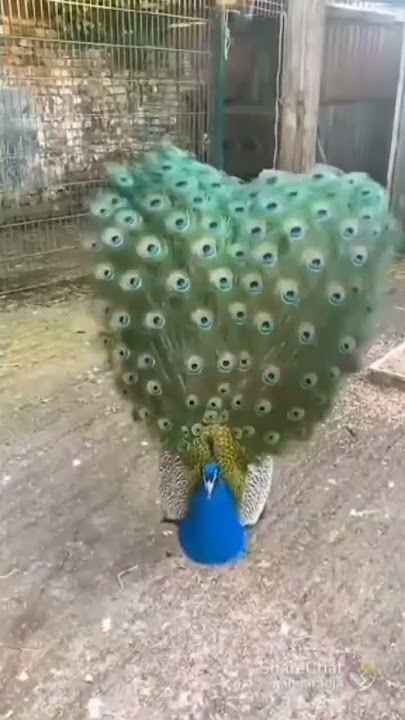 Roja roja...🎶 #arrahman #music #2023songs #singer #musiccomposer @hillstarmusic8605