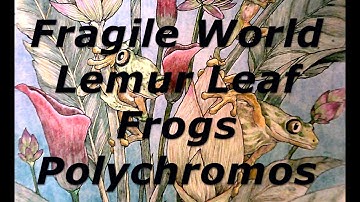 Adult Coloring | Fragile World | Lemur Leaf Frogs | Polychromos |