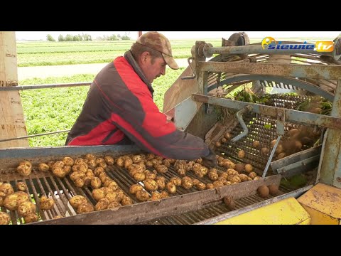 Wideo: Siew Ziemniaków: Tajemnice Zbioru I Przechowywania