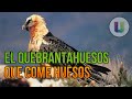 El Quebrantahuesos (Gypaetus barbatus) - Buitre Águila Barbado