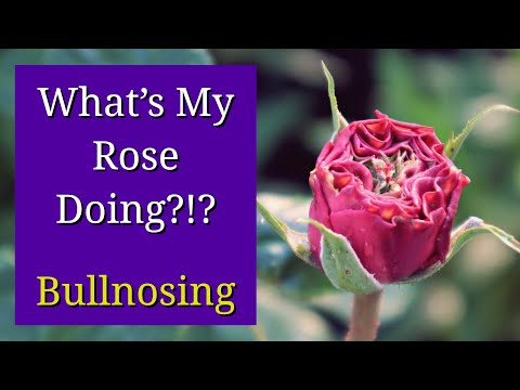 Video: Rose Deformities - Causes Of Deformed Rose Leaves And Flowers