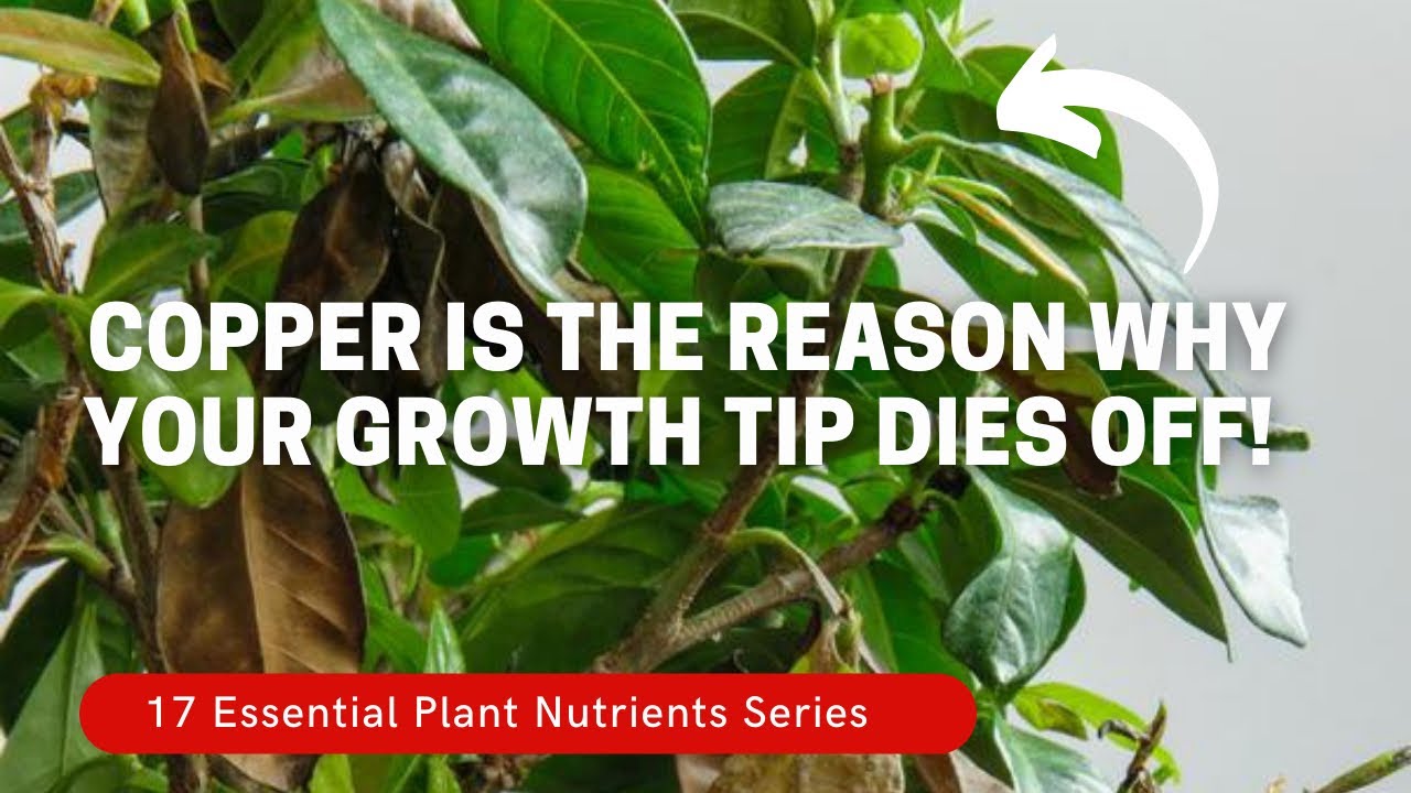 Tips Of Your Houseplants Wilting? Excess Copper Caused By Potting Soil