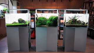 Plans for the Fish Room in 2023 - Live Chat Hangout with Ryo Watanabe