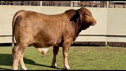 J&J Cattle Co: Lot #57404 Registered Beefmaster Bull