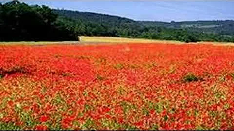 Green Fields of France by John McDermott