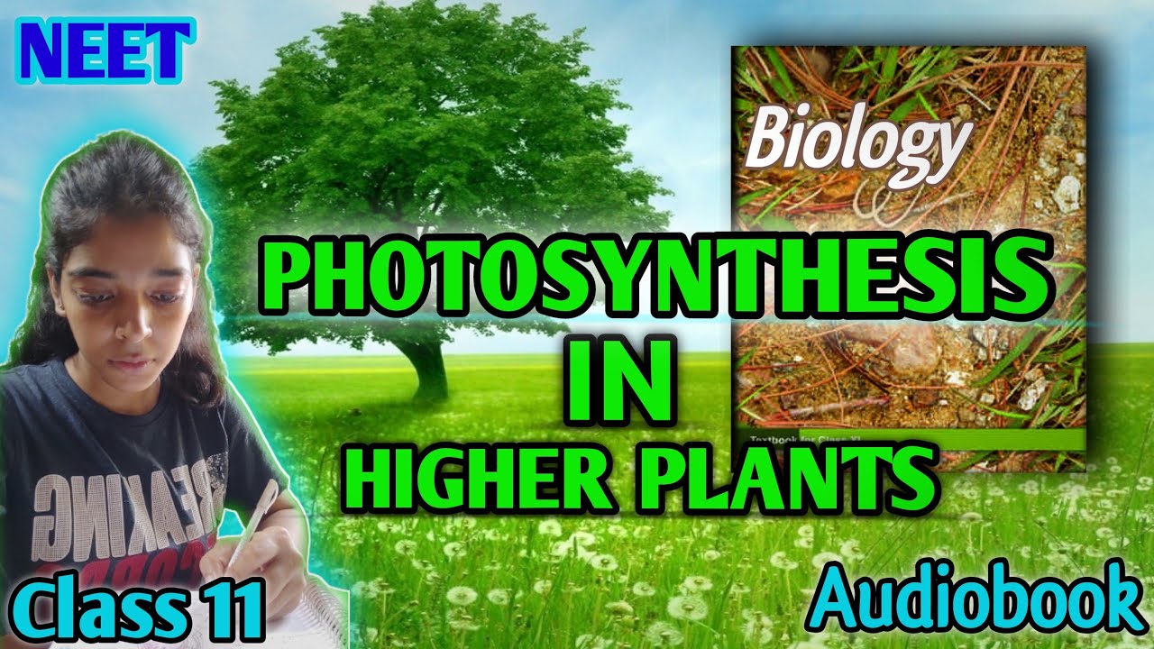 Ch Photosynthesis In Higher Plants Class Biology Ncert Reading