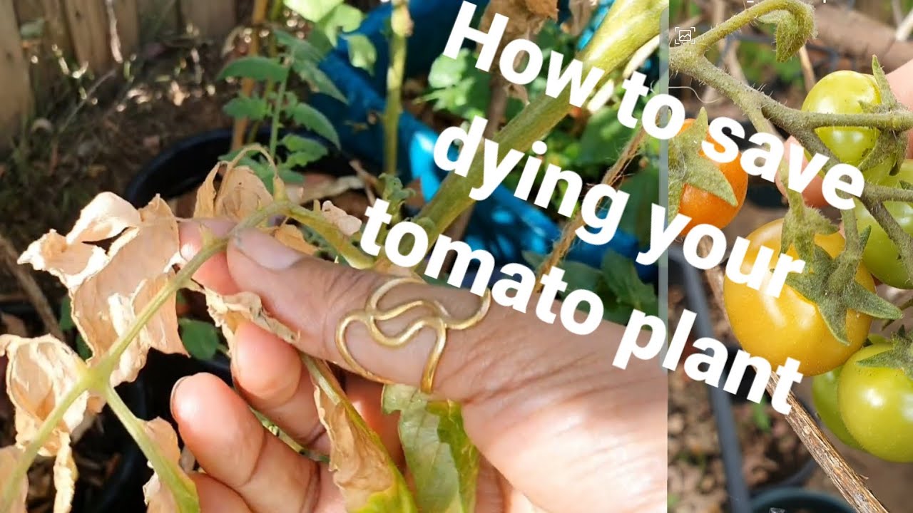 Tomatoes Plant Leaves Turning Brown And Dry How To Fix It Your Plant Tomatoes Plant Leaves Turning Brown And Dry How To Fix It Your Plant