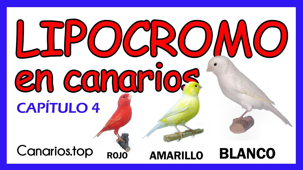 TIPOS DE CANARIOS LIPOCROMOS | Introducción a la Canaricultura de Color