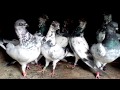 Будапештські високольотні закарпатська спортивна лінія Budapests high flyers pigeons