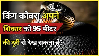 किंग कोबरा अपने शिकार को 95 मीटर की दूरी से देख सकता हैं ? // Amazing Facts About King Cobra
