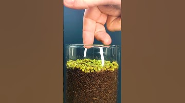 Growing Mung Beans - Time lapse