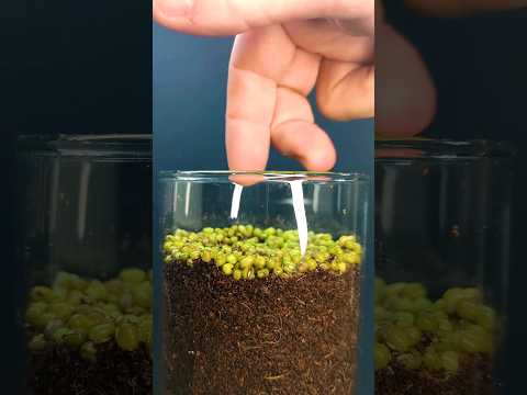 Growing Mung Beans - Time lapse