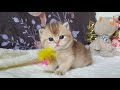 Британский котенок ,окрас  золотой тикированный