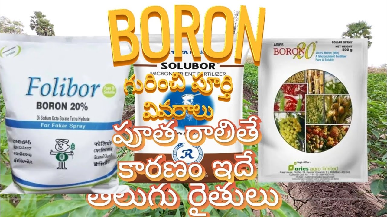 బోరాన్ లోపం ఉంటే పూత రాలుతుంది! | Boron ఉపయోగాలు & సరైన మోతాదు | రైతులకు పూర్తి గైడ్