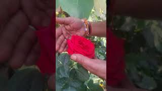 #beautiful #viral #song #rose #garden #.💐💐🌺🌺🌿💐🌺🌺💯👌👏