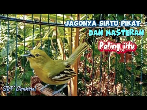 Suara sirtu betina birahi memanggil jantan 100% ampuh buat masteran/pikat#sirtugacor