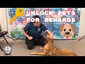 Alternative Reward Training - Pet Then Treat - #MinWinDog Alternative Reward Training - Pet Then Treat - #MinWinDog