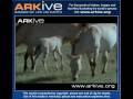 caballo de przewalskii
