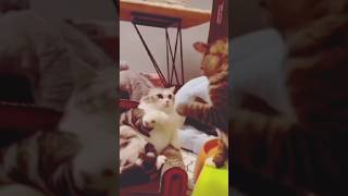 New Funny Animals ???? 2023 funniest  Cats and Dogskittenscutecats videosfunnycatsfunnydogs