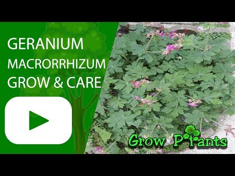 Geranium macrorrhizum - grow & care (Bulgarian geranium)