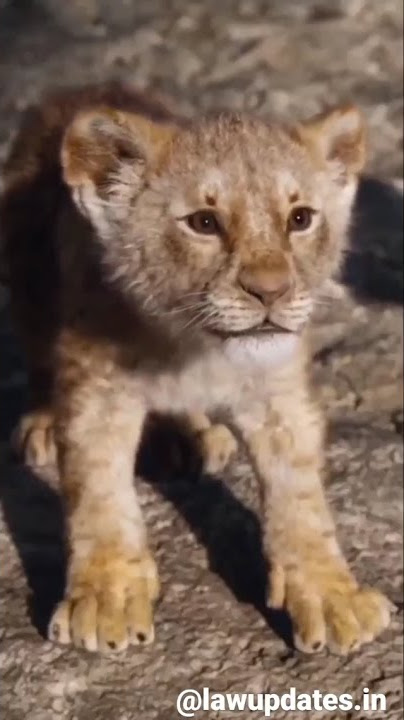 The lion king shimba
