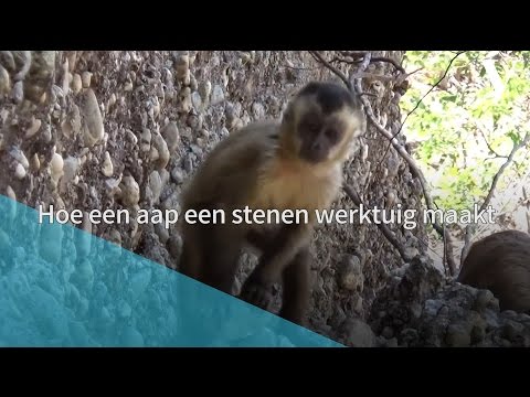 Video: Kunnen apen werktuigen maken?