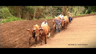 “HÁ 50 ANOS ERA TUDO ASSIM” - Semear o milho - Topo - Ilha de São Jorge