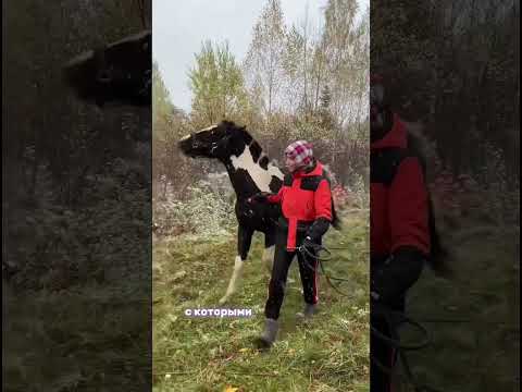 Видео: С чего я начинаю занятия с лошадью? / 2 часть