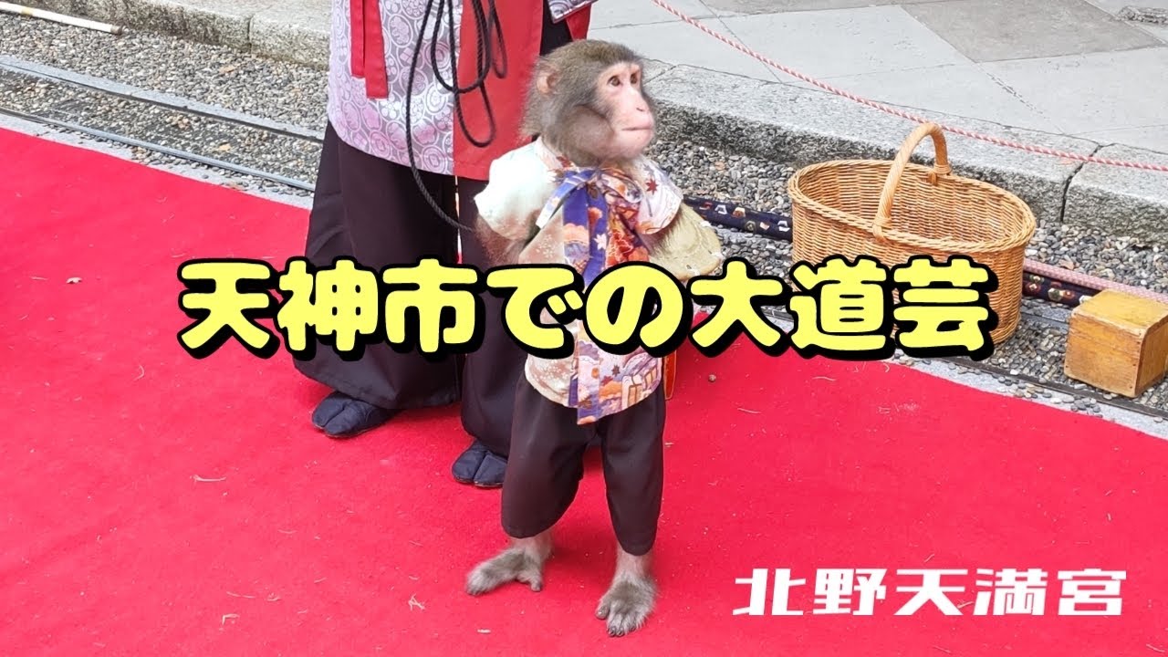 【そうだ京都、巡ろう】（おまけ）天神市@北野天満宮を訪れたら猿回しを観ることができました