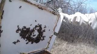 Beekeeping Secrets