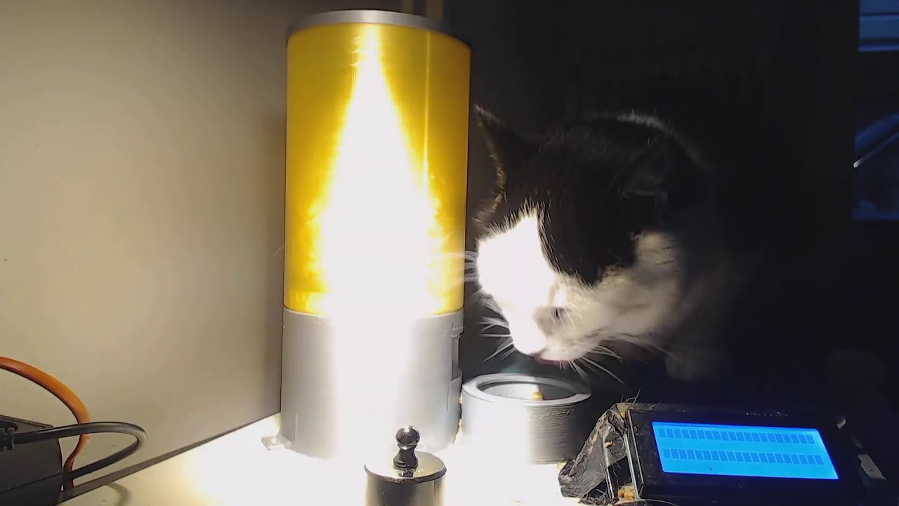 Live cat stream - YouTube