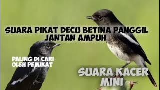 Suara decu betina panggil jantan jitu