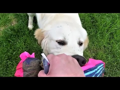 cute-golden-retriever-puppy-dogs-get-dirty!-dogs-play-with-new-toy!