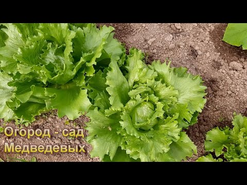 Выращивание и подкормки салата айсберг