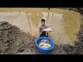 release ponds to catch carp, harvest large carp to sell Highland boy  daily life in the countryside