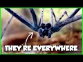 These are the weirdest spiders in the us