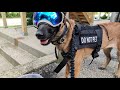 Belgian Malinois with Dog Goggles