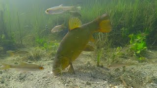 Watch what happens when a tench touches the fishing line.